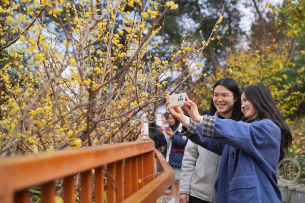 炒股配资手机版 重庆北碚：蜡梅芬芳迎客来
