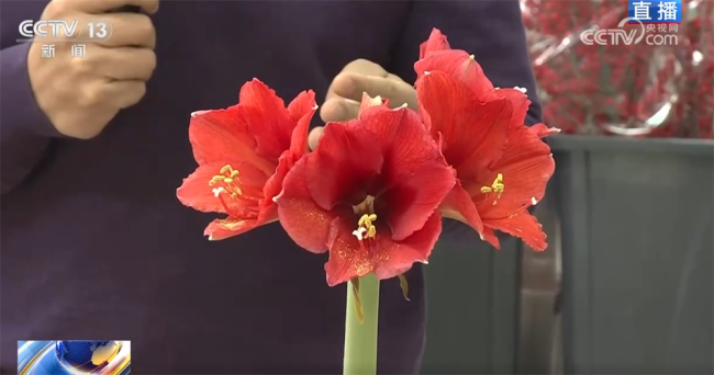 花市“热”起来涌动节前消费暖流 年花市场新趋势