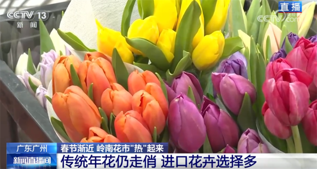 花市“热”起来涌动节前消费暖流 年花市场新趋势