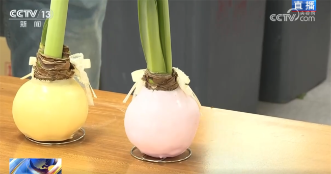 花市“热”起来涌动节前消费暖流 年花市场新趋势