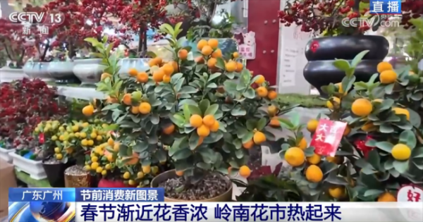 正规股票配资机构 花市“热”起来涌动节前消费暖流 年花市场新趋势